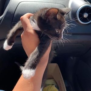 Meet your Posher, Olivia celeste